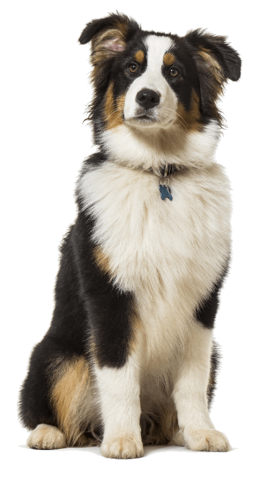 australian shepherd sitting dharma dog 1
